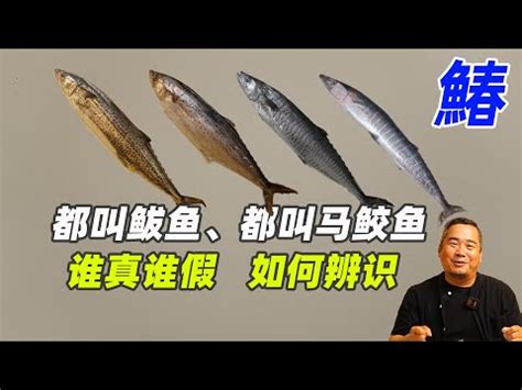 魚馬人